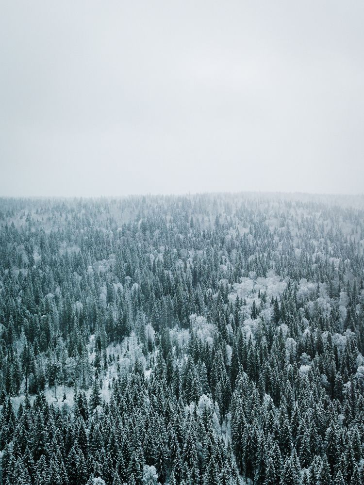 Шпили сосен