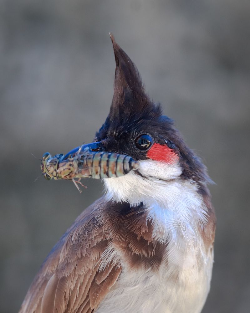 Фотография автора K. U. Gokul.