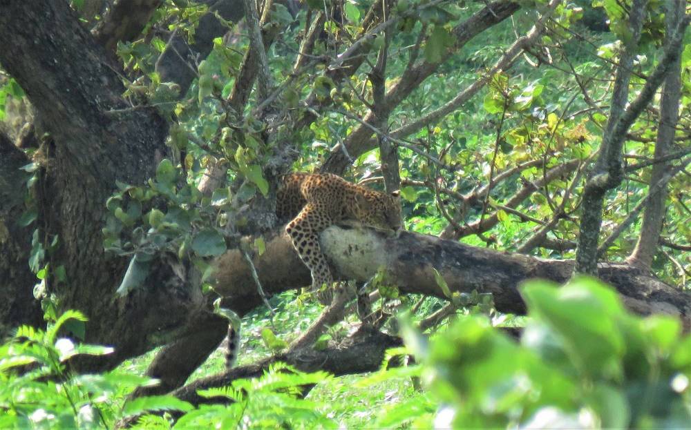 Leopardess grappling with her kill