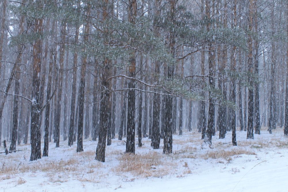 Photograph by Леунина Людмила