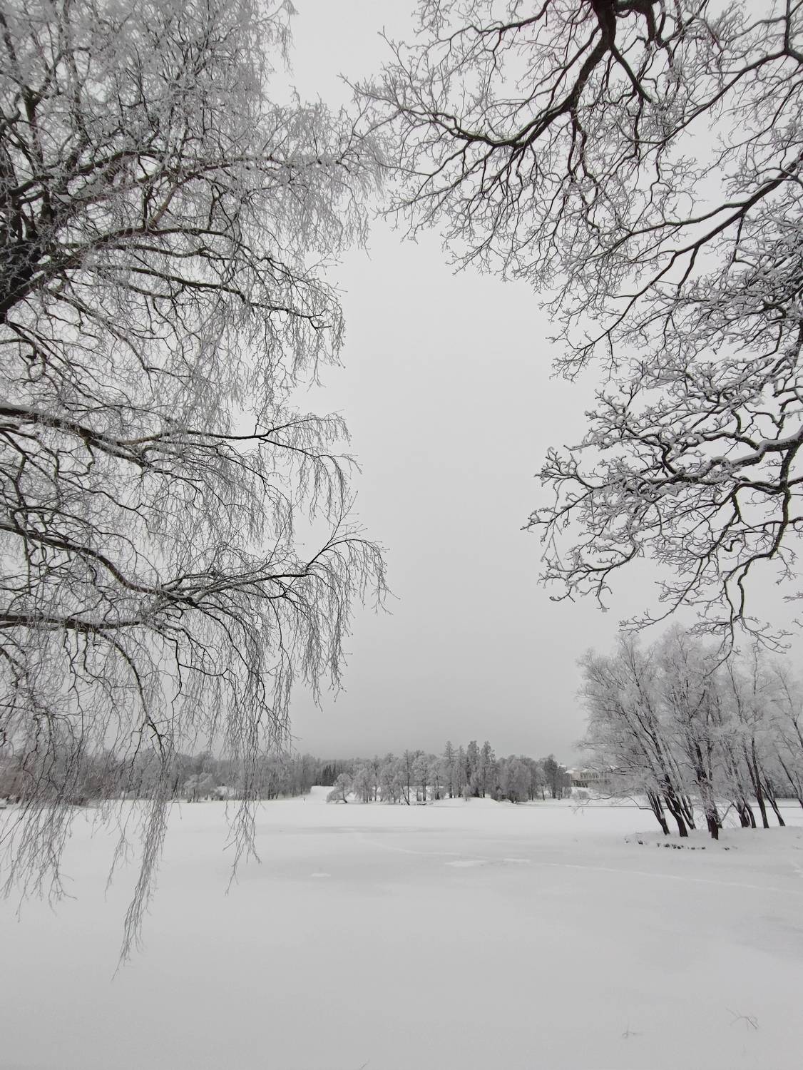 Photo #8485861