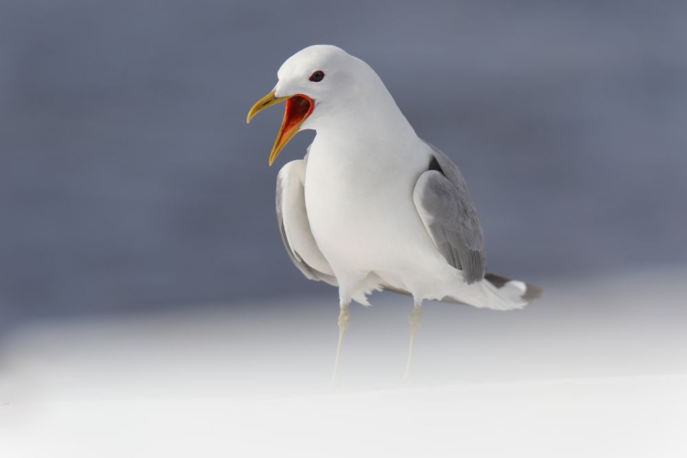 Фотографируюсь за еду.