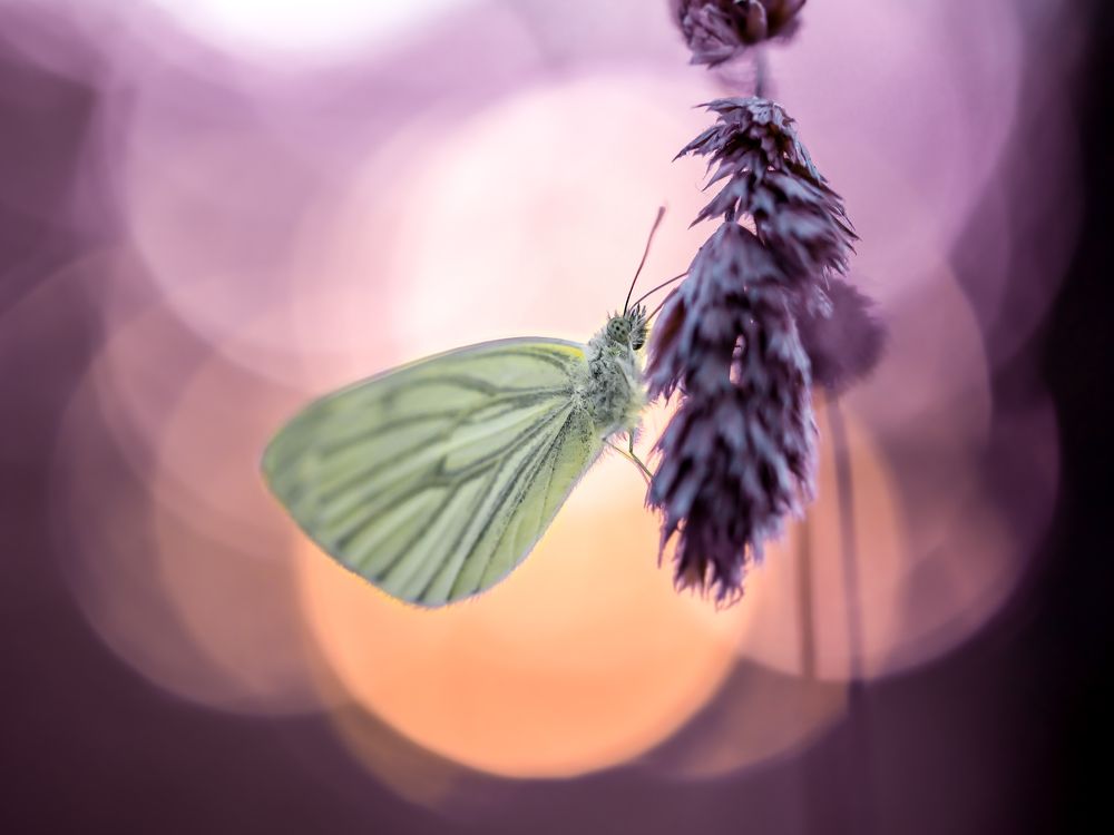 Butterfly in light
