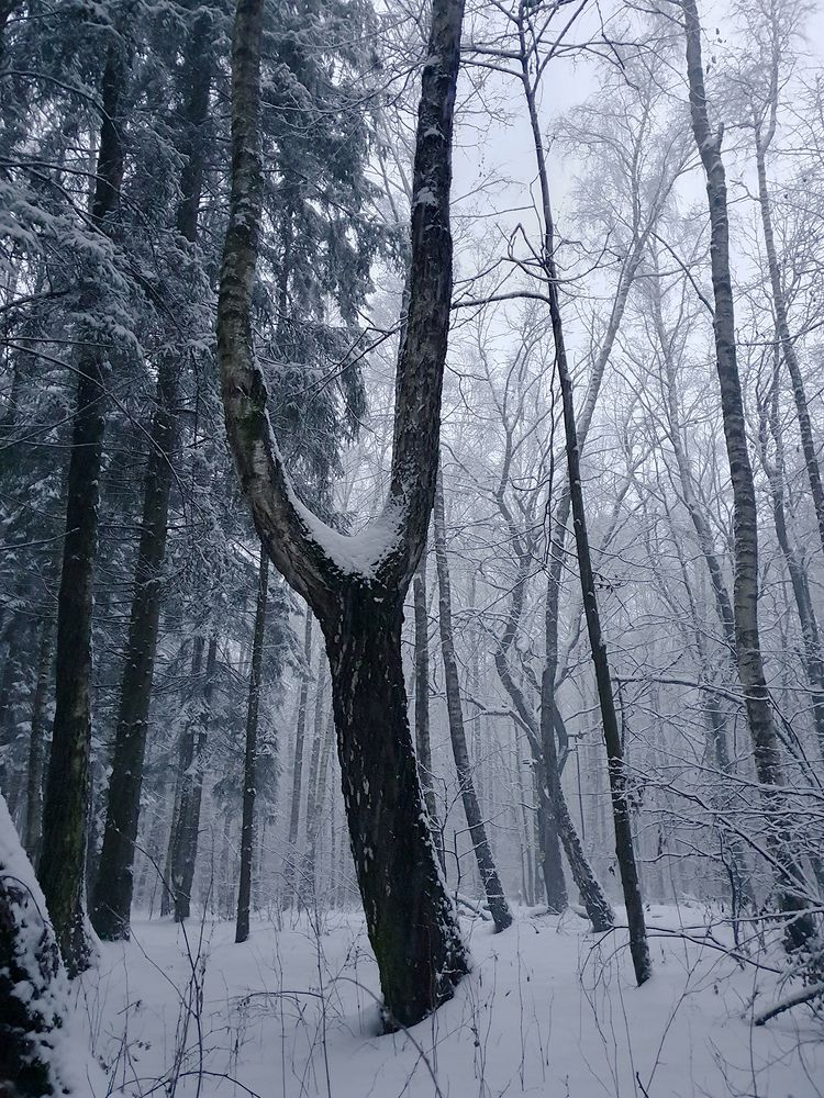 Фотография автора Надежда Лисицына