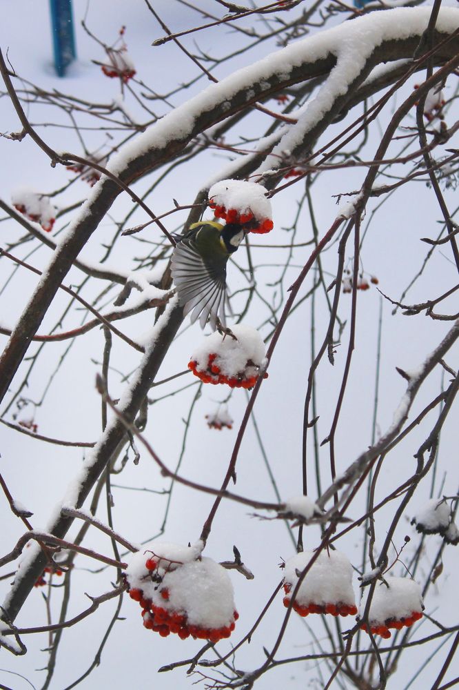 синичка и рябина