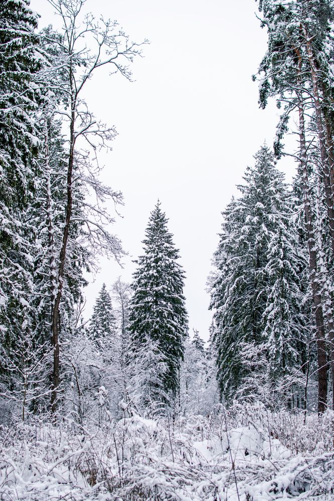 Photograph by Михаил Бородкин