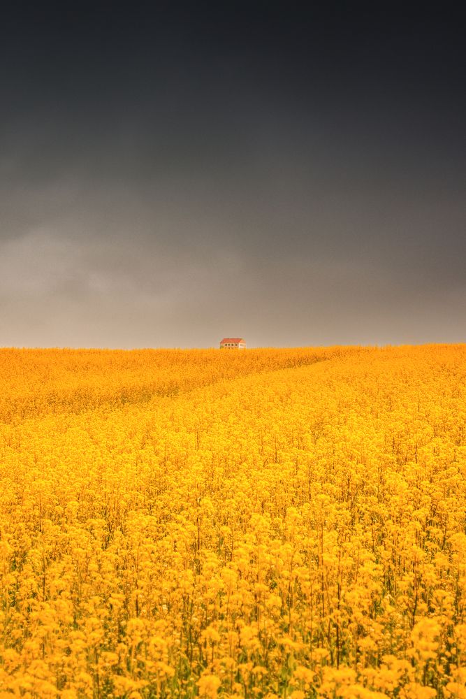 Fields Of Gold