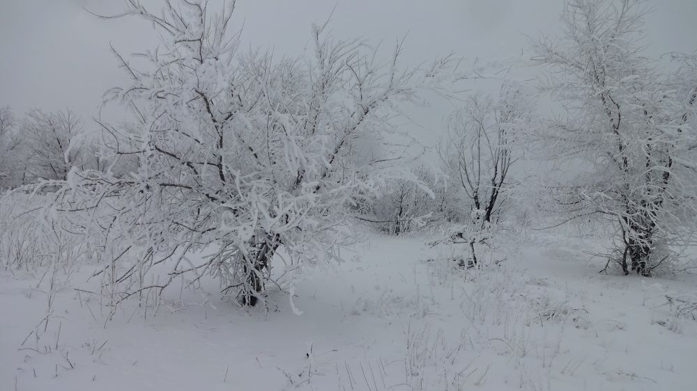 Photograph by Елена Мясникова