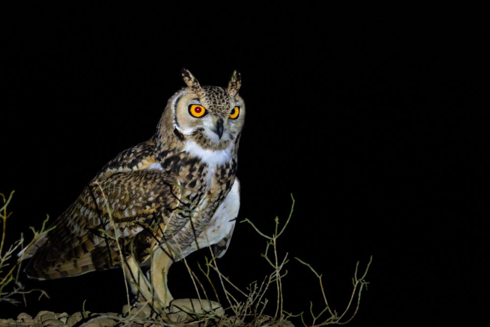 Фотография автора Hari Govindarajulu