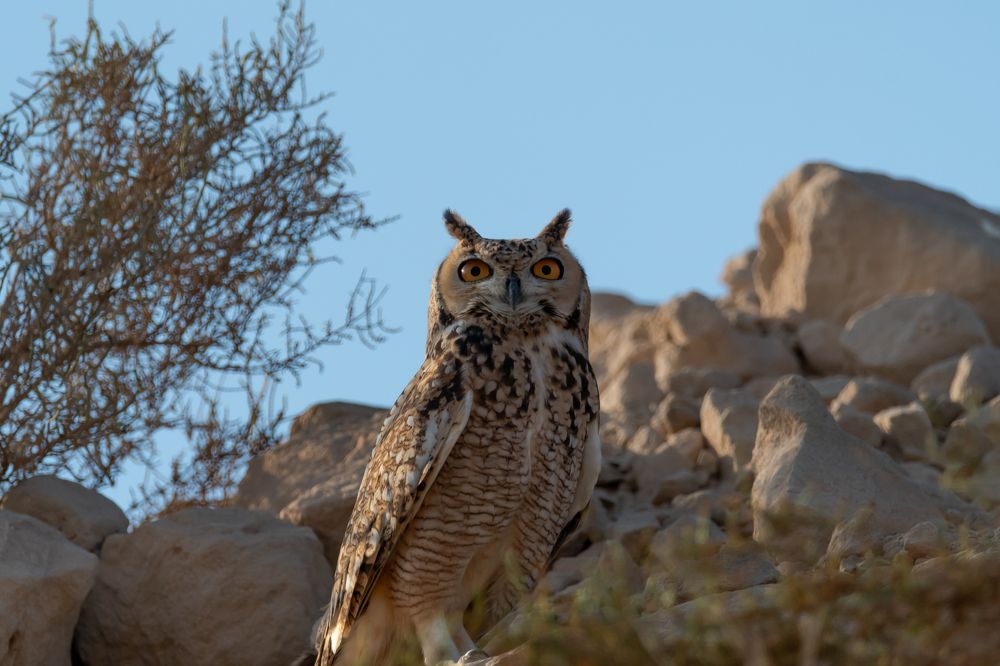 Фотография автора Hari Govindarajulu