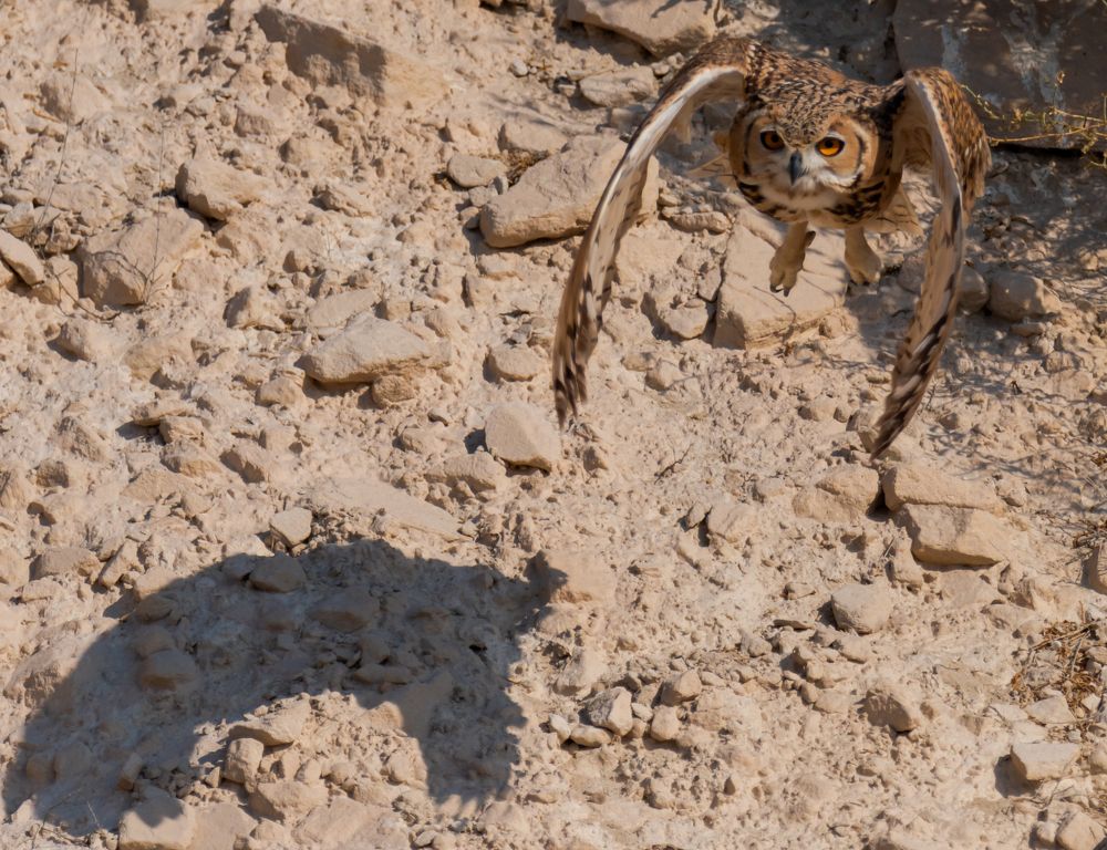 Фотография автора Hari Govindarajulu