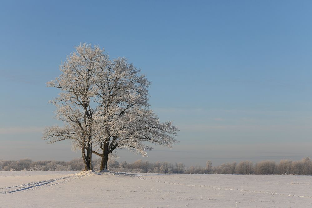 Одинокое дерево