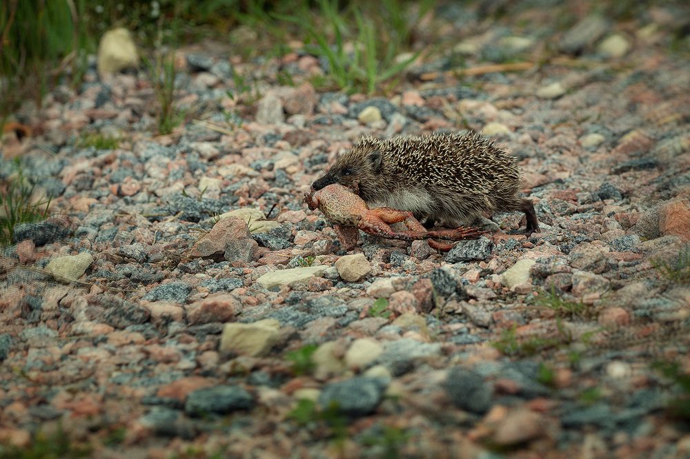 Photograph by Чистякова Валерия
