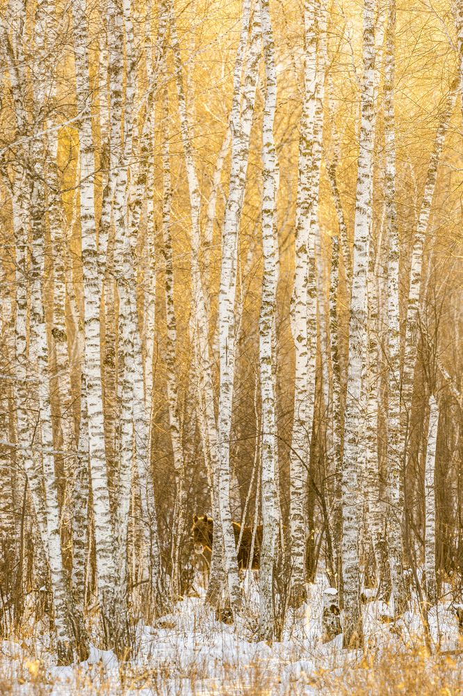 Photograph by Gan-Ulzii Gonchig