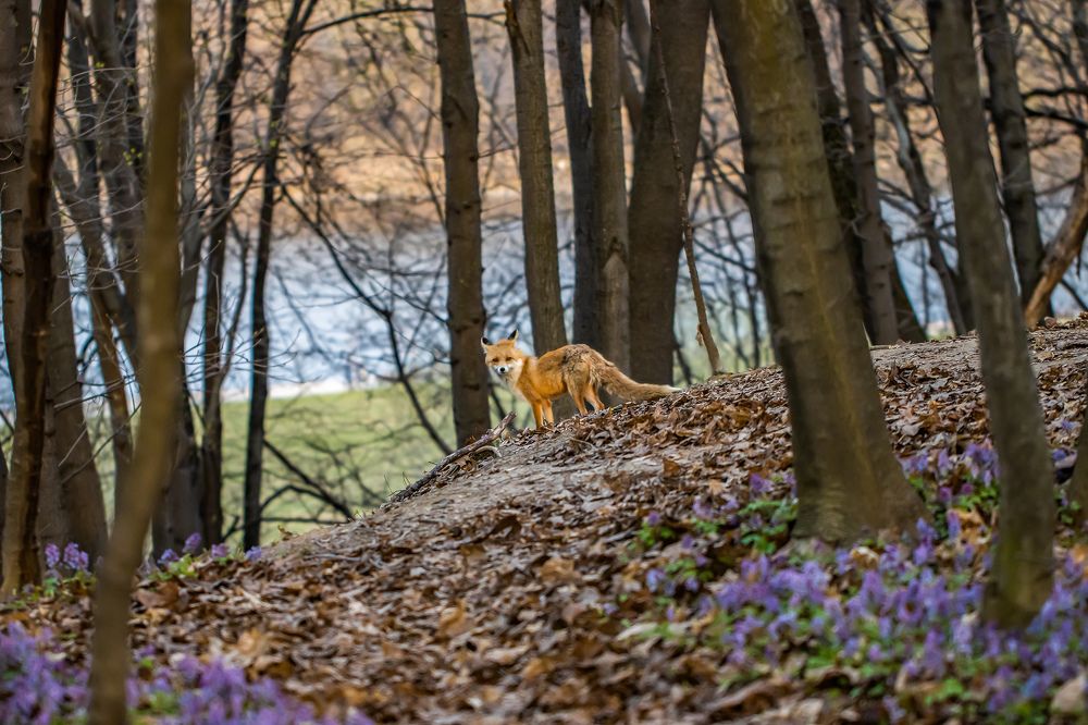 Photograph by Виктор Волынский