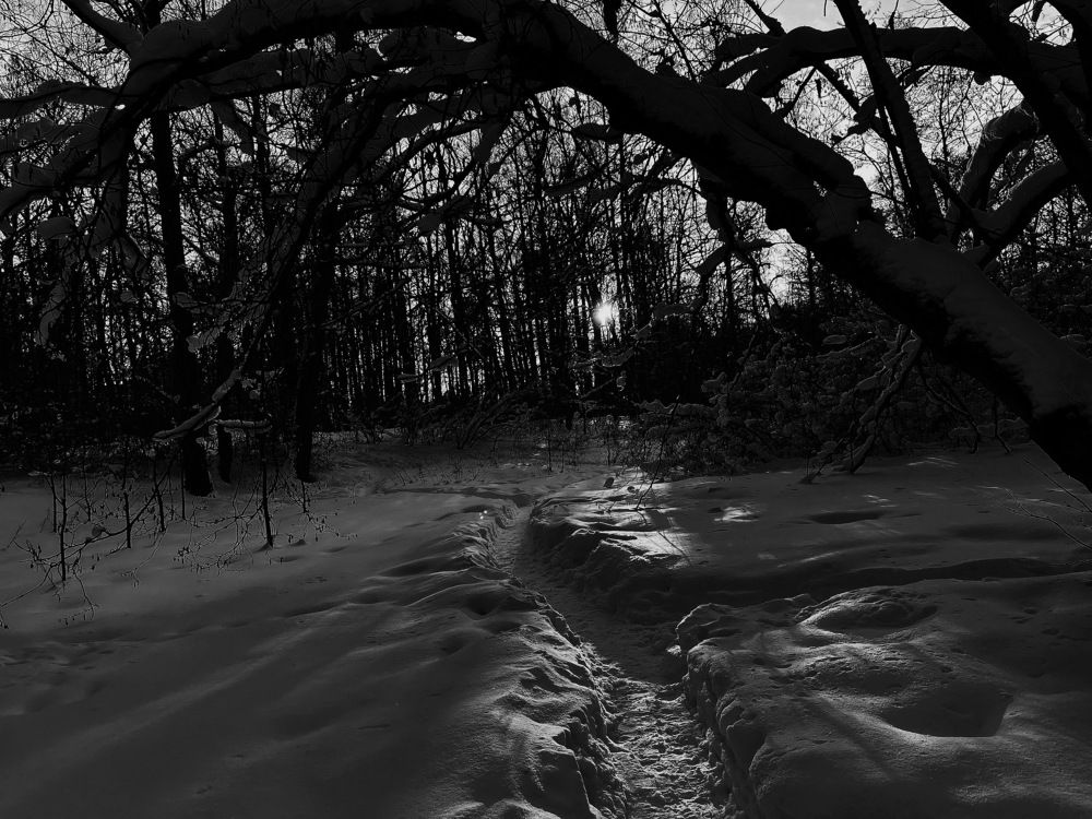 Сказочный лес...!