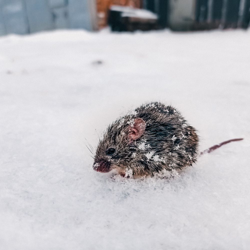 Мышка снегурка