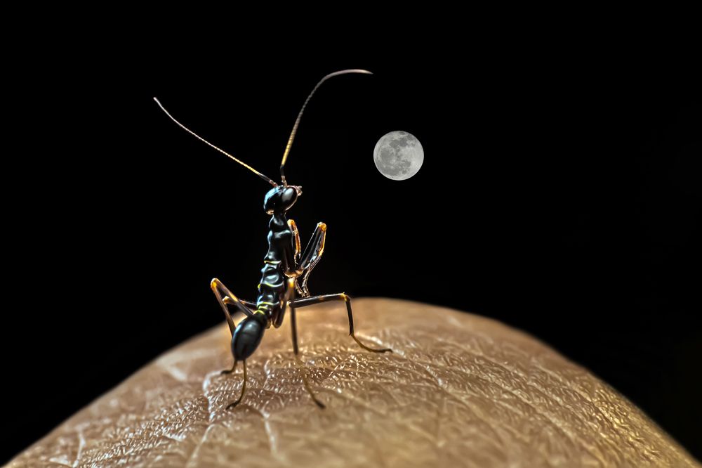 Фотография автора NeCoTi ChonTin