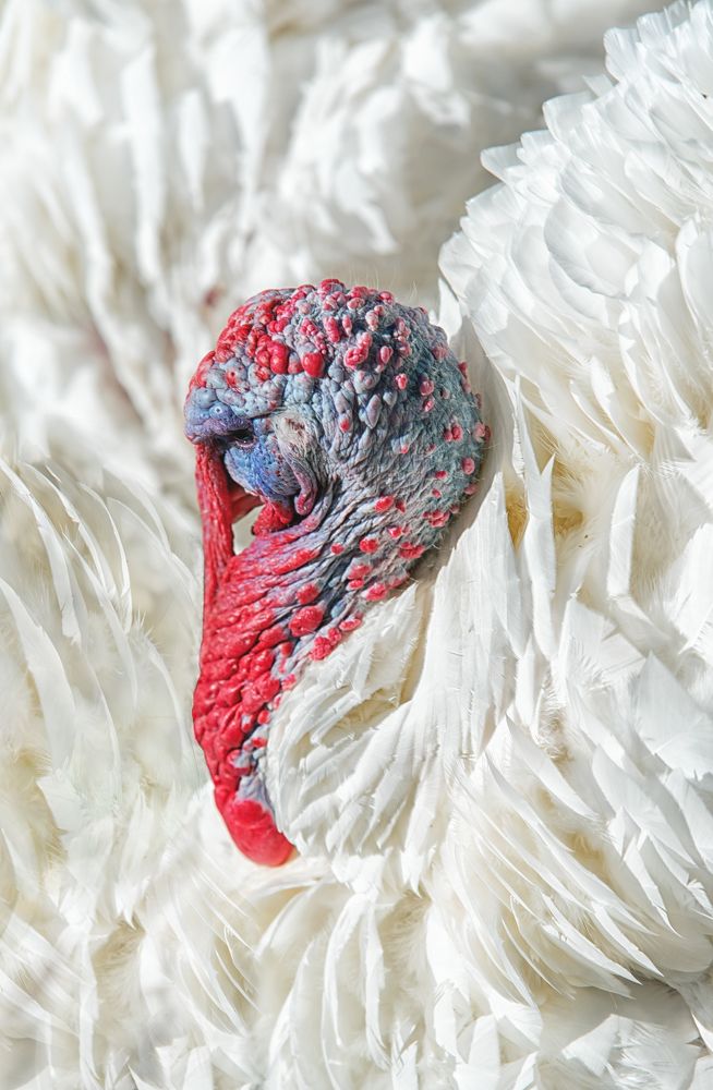 Photograph by Евгения Гловацкая