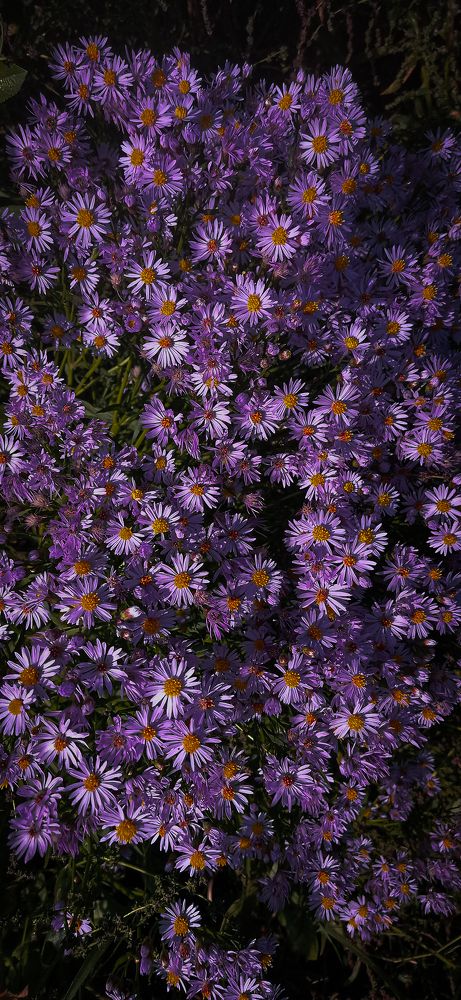 Фотография автора Данил Сорокин