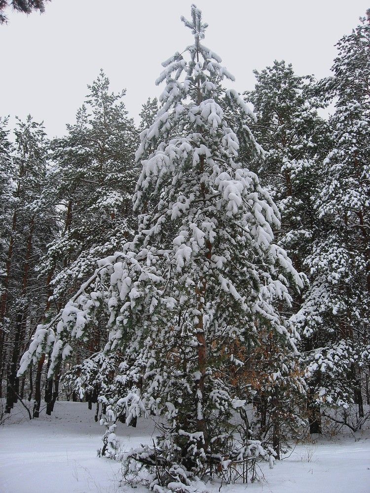 Photograph by Татьяна Иваненкова