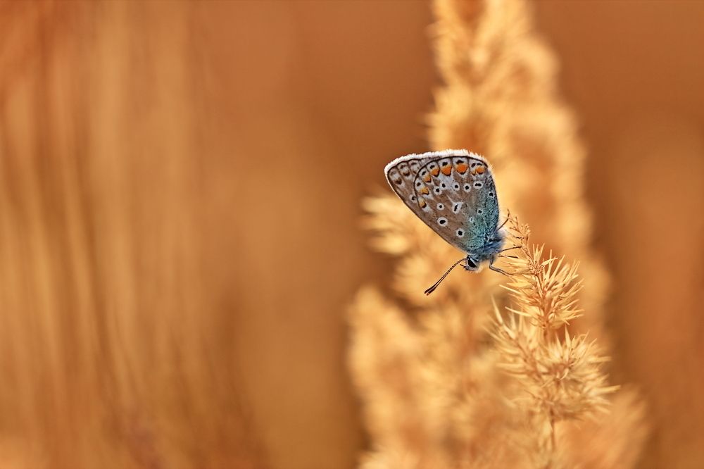 Photograph by Олег Резенов