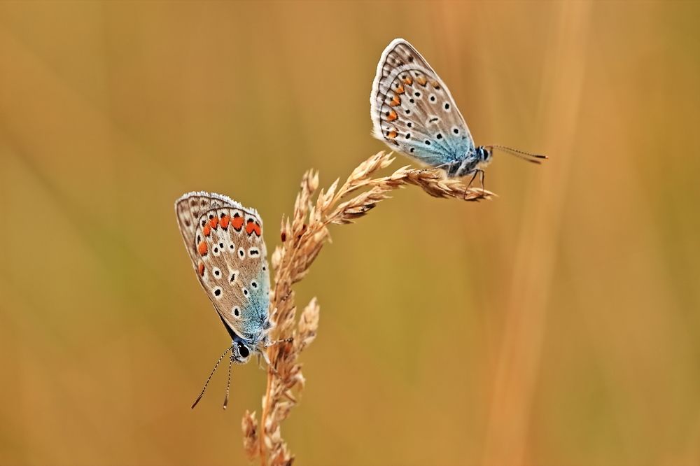 Photograph by Олег Резенов