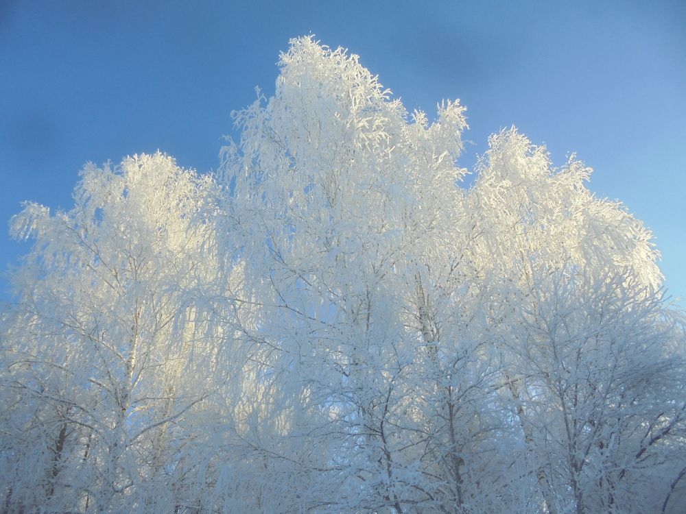 Белые кружева.