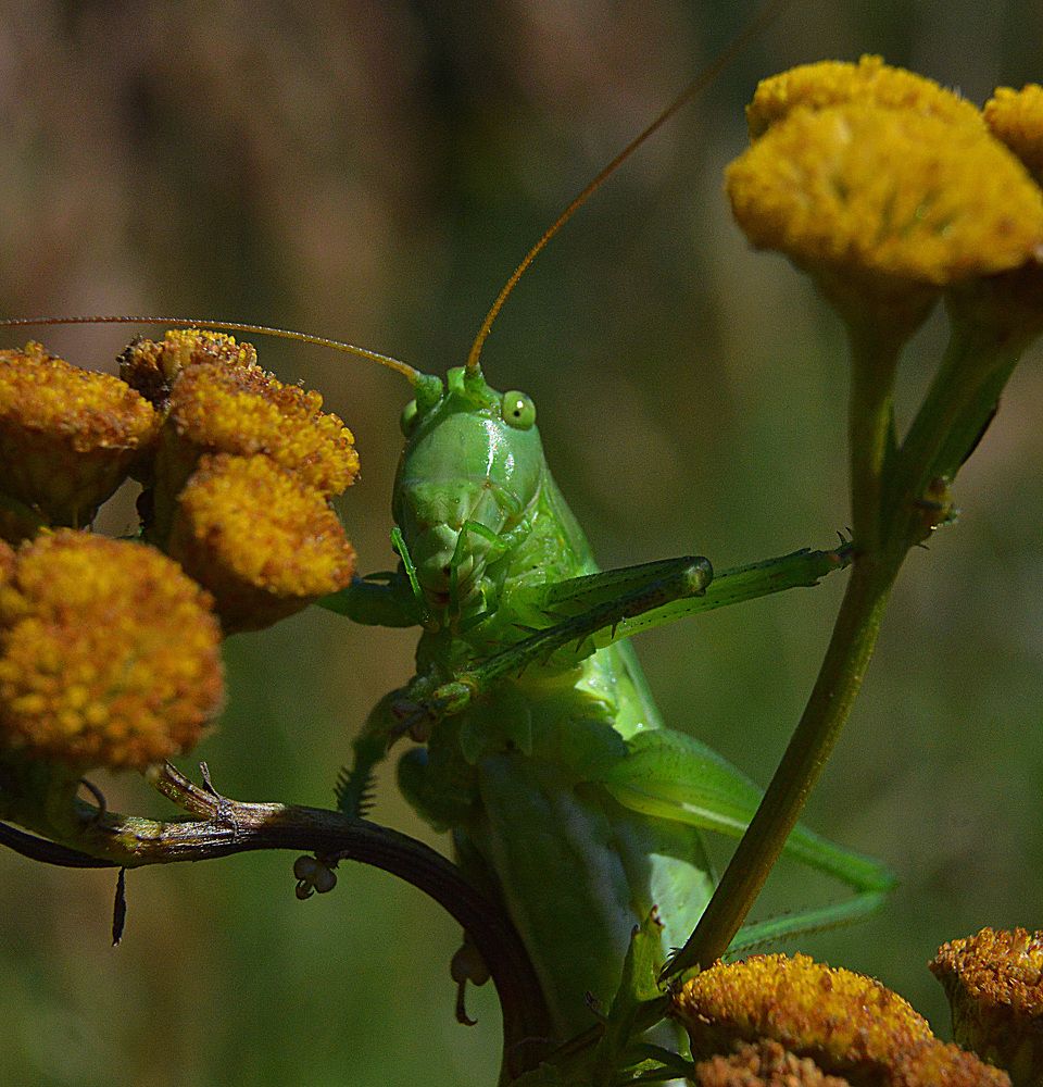... мои двери открыты.