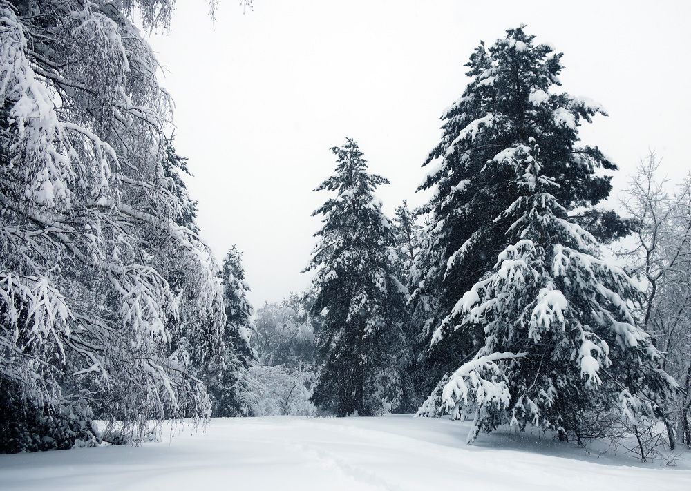 Photograph by Ольга Стоун