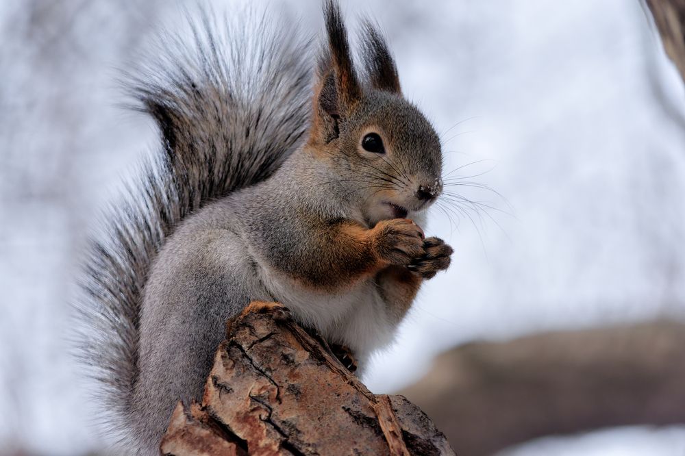 маленькой белочке голодно зимой.