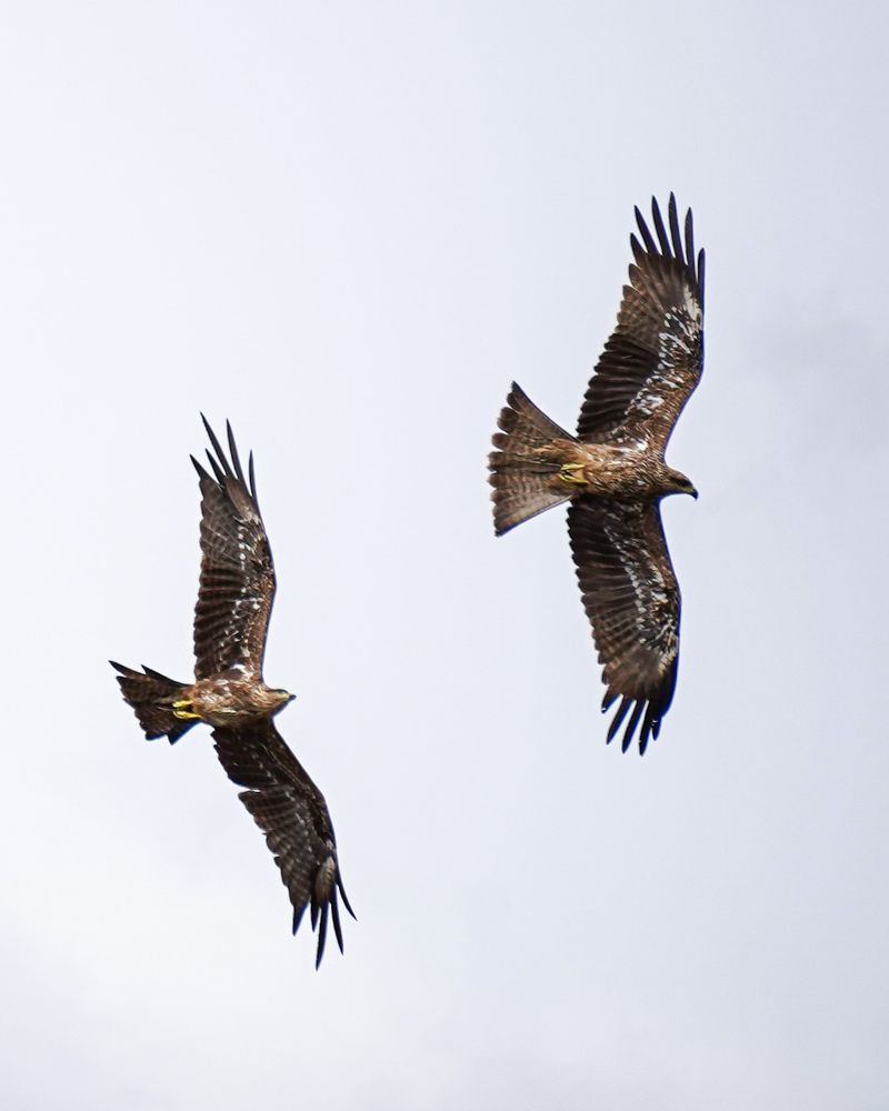 Photograph by Sathyasurya