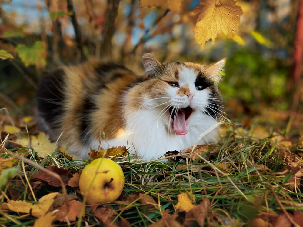 Photograph by Мария Нанарова