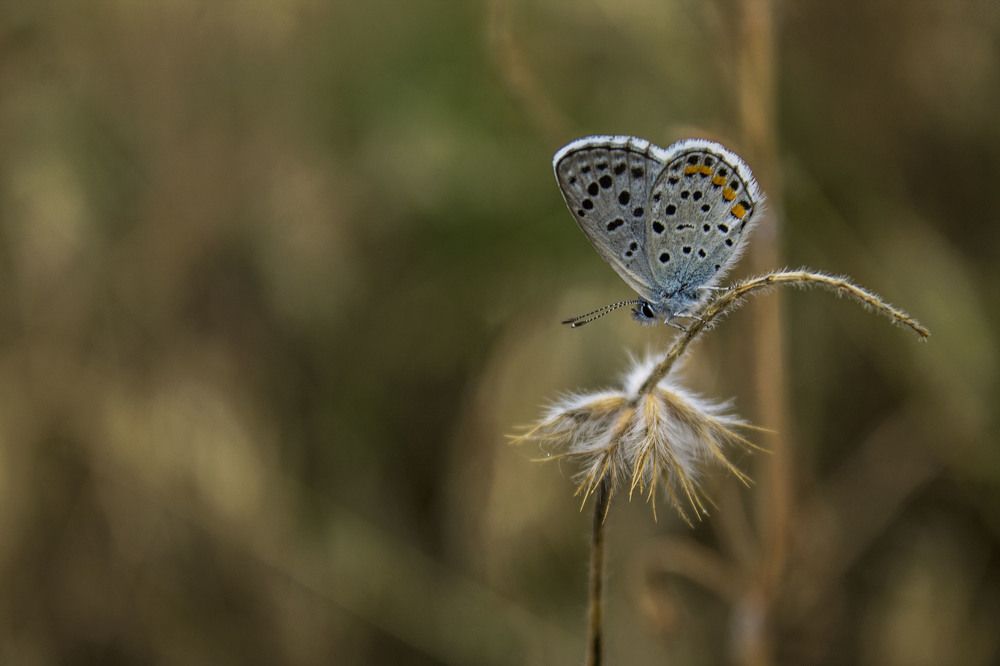 Photograph by iliya levkov