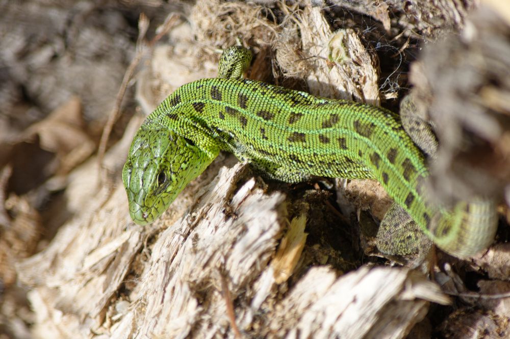 Photograph by Dimitriy Anikin