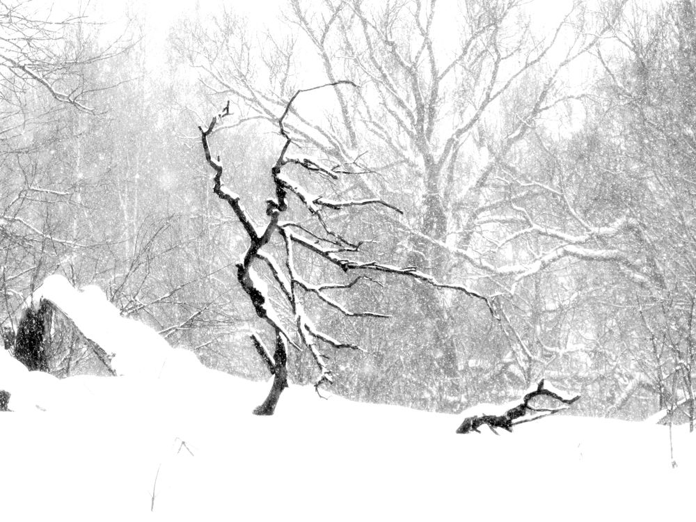 Дама с собачкой