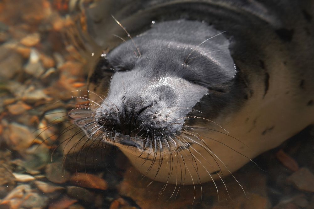 Photograph by Марина Александрова