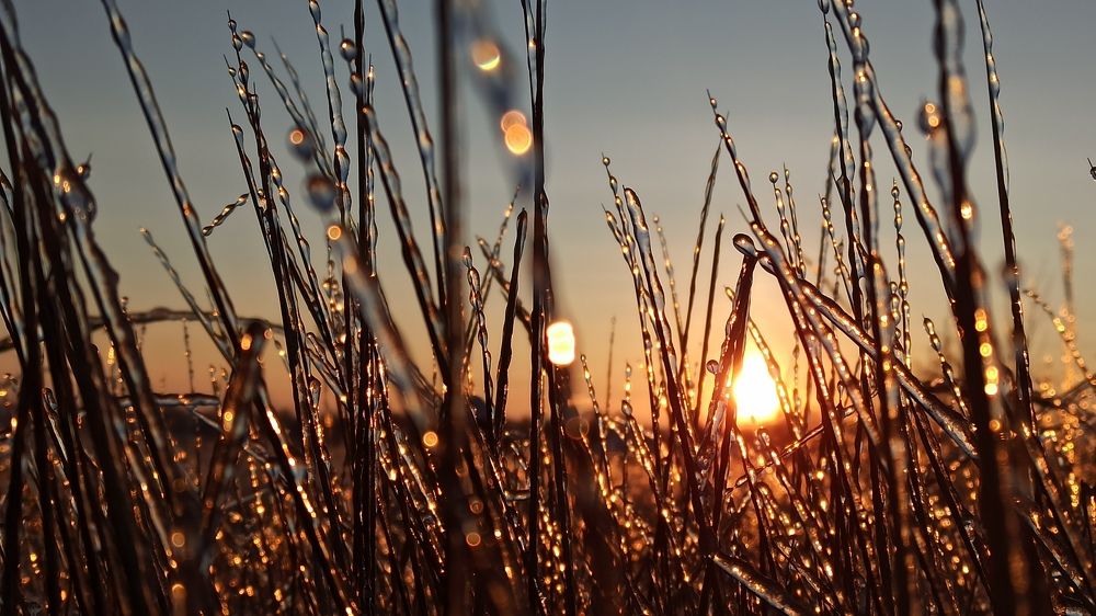 После ледяного дождя