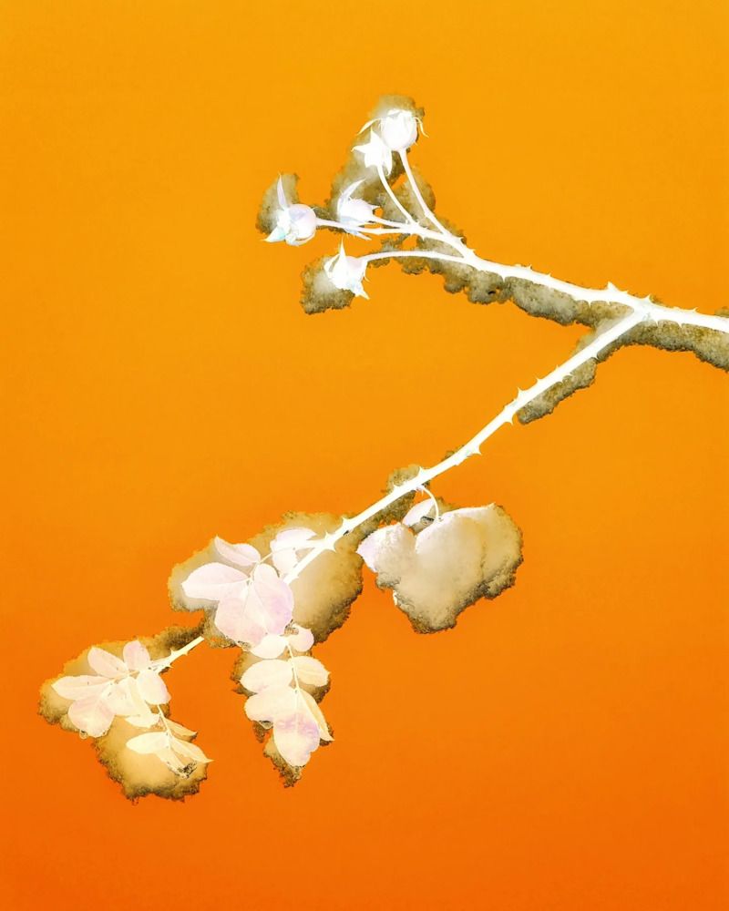 Photograph by Svetlana Schewzow