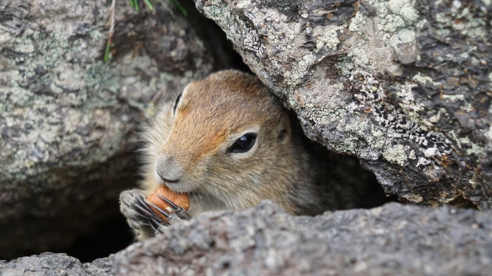Берингийский Суслик (Евражка)