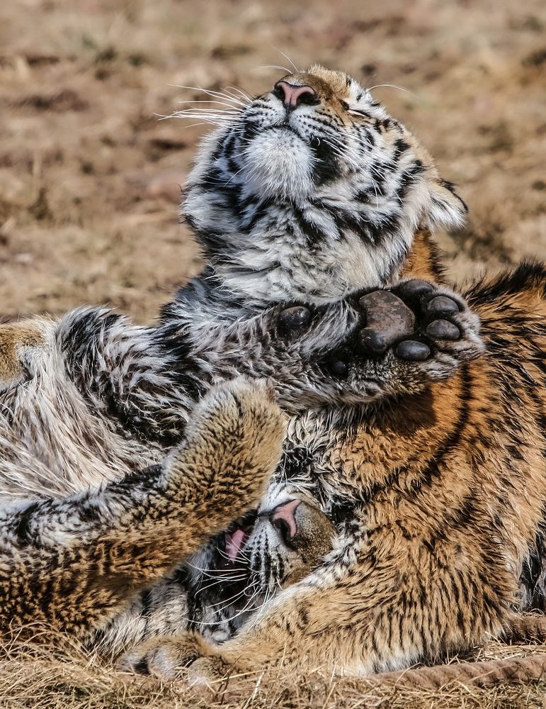 Photograph by Midge Engelbrecht