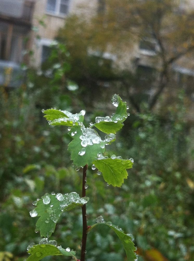 Капли льда на кустарнике Спирея Вангутта