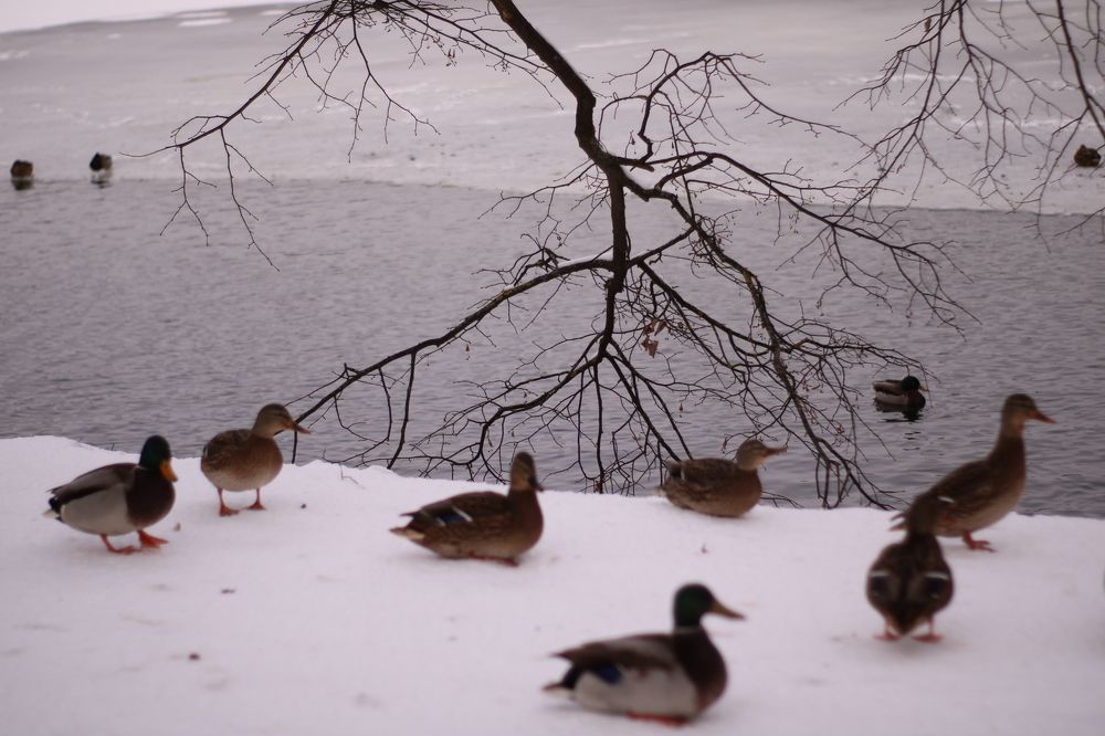 Photograph by Анастасия Липаткина