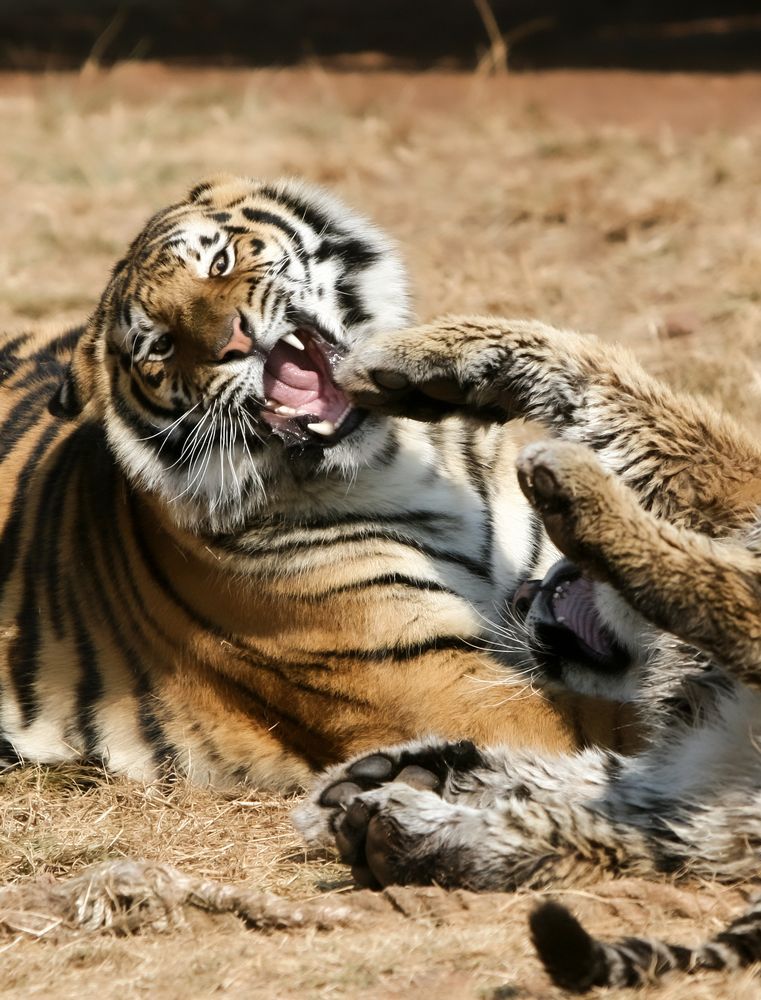 Photograph by Midge Engelbrecht