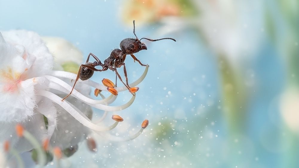 Photograph by PAPKIAURI TORNIKE