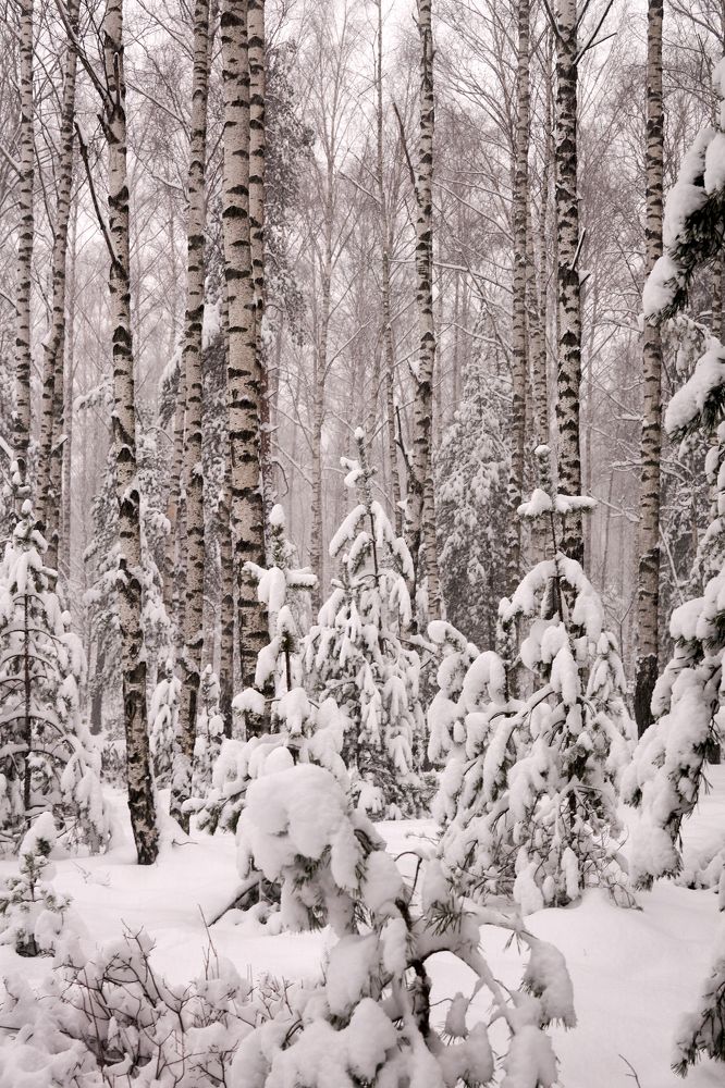 Фотография автора Igors Selivanovs