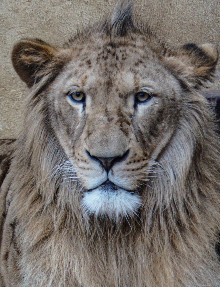 Photograph by Fares Salah