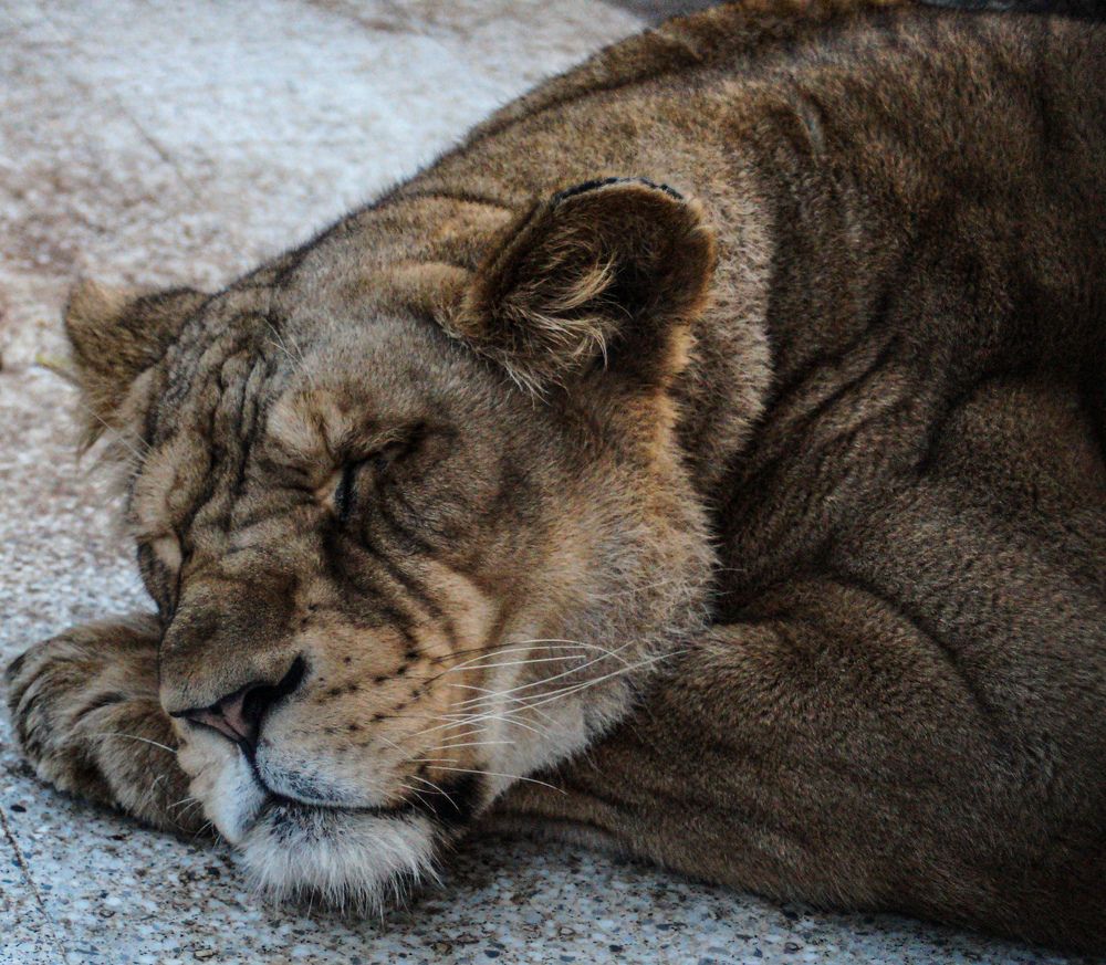 Photograph by Fares Salah