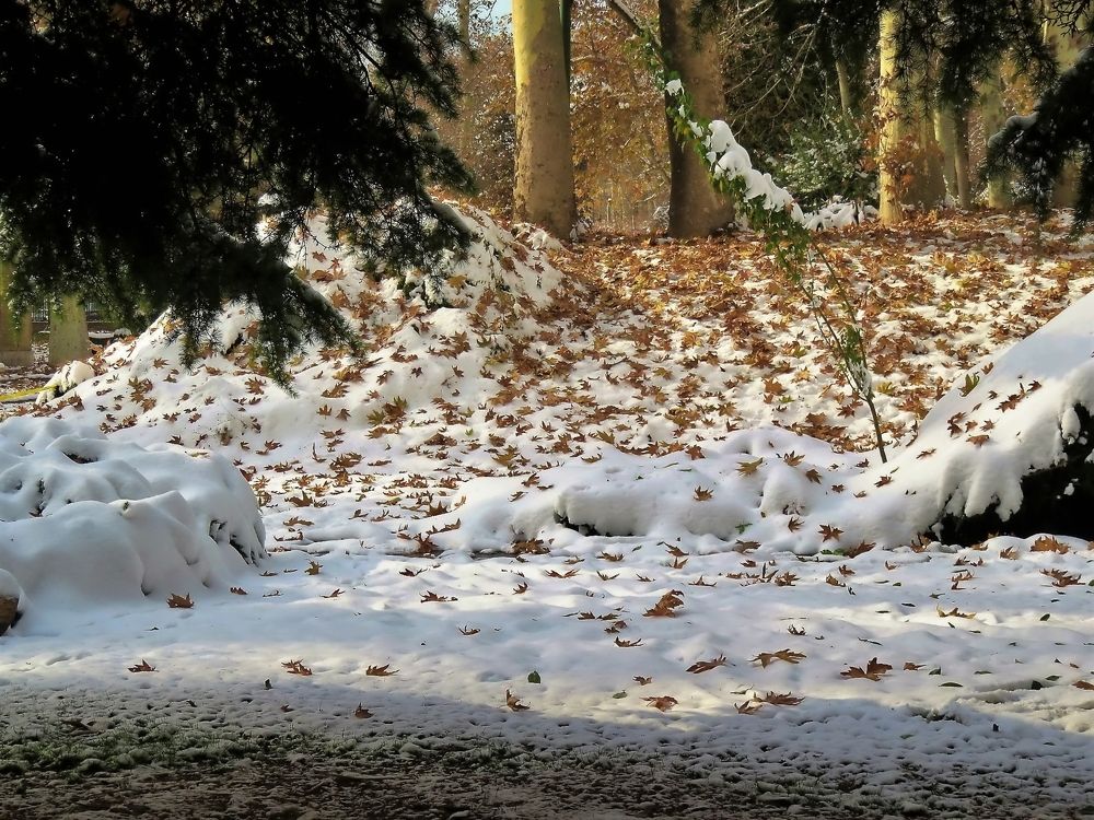 Snow in the garden II