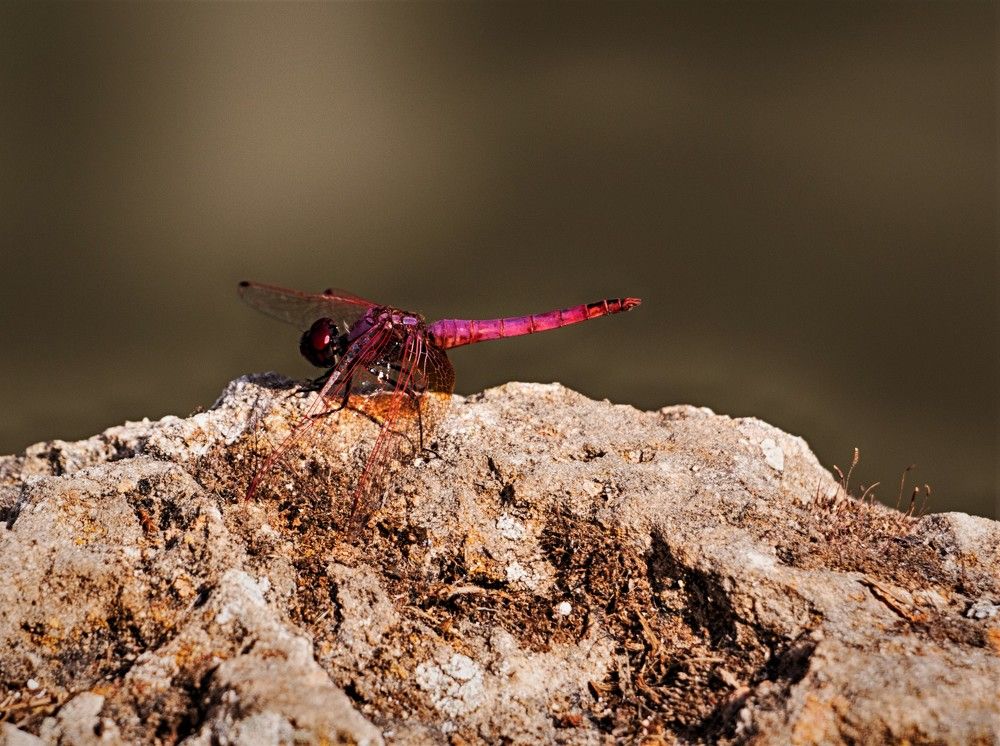 Photograph by Людмила Бутова